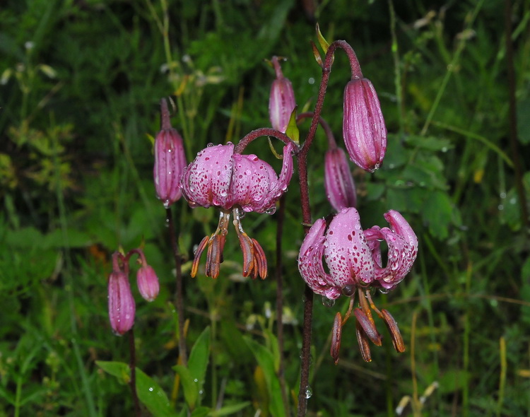 Lilium martagon / Giglio martagone